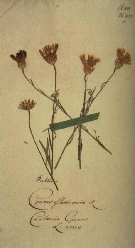  Herbarium sheet